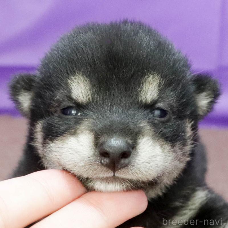 販売中の愛知県の柴犬-403383の3枚目